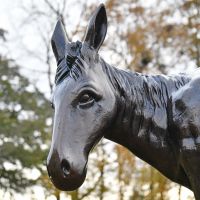 Close up of donkey head complete with perked ears 