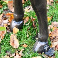 Close up of donkey hooves and brasing 