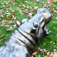 Rear view of half hippo head in situ Rear view of half hippo head in situ