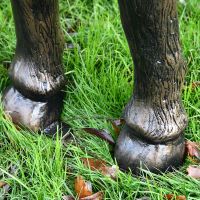 Close up of Highland Cow Hooves 