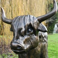 Close up of Highland Cow face and horns 