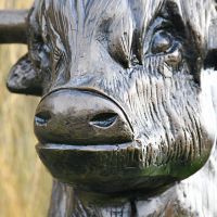 Close up of Highland Cow Sculpture"s face and nose