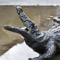 Side view of baby alligator sculpture with teeth 