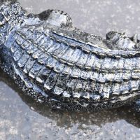 Close up of highly detailed skin on alligator 