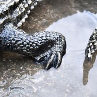 Close up of highly detailed feet on alligator 