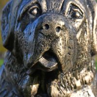 Close up of St. Bernard puppy face Close up of St. Bernard puppy face