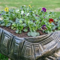 Close up of Shell and Planter 