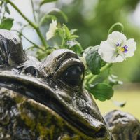 Close up of Bullfrog Eye 