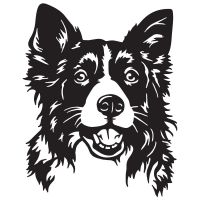 Border Collie in full  Border Collie in full