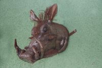 "Pumbrah" Warthog Iron Wall Mounted Bust