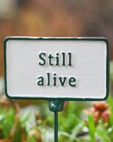 Witty Cast Iron Plant Pot Spike “Still Alive” close up on the text