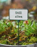 Witty Cast Iron Plant Pot Spike “Still Alive” main image