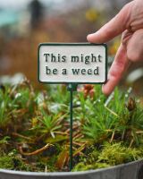 Witty iron plant pot spike this might be a weed to scale