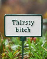 Witty plant pot spike Thirsty Bitch to scale