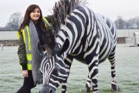 Hand Painted "Kalahari Cape" Zebra Garden Sculpture Hand Painted "Kalahari Cape" Zebra Garden Sculpture