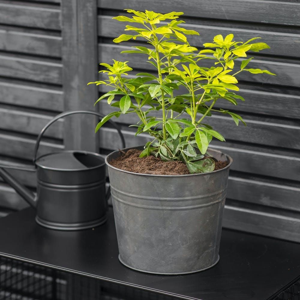 Black Galvanised Steel Plant Bucket Planter in Situ