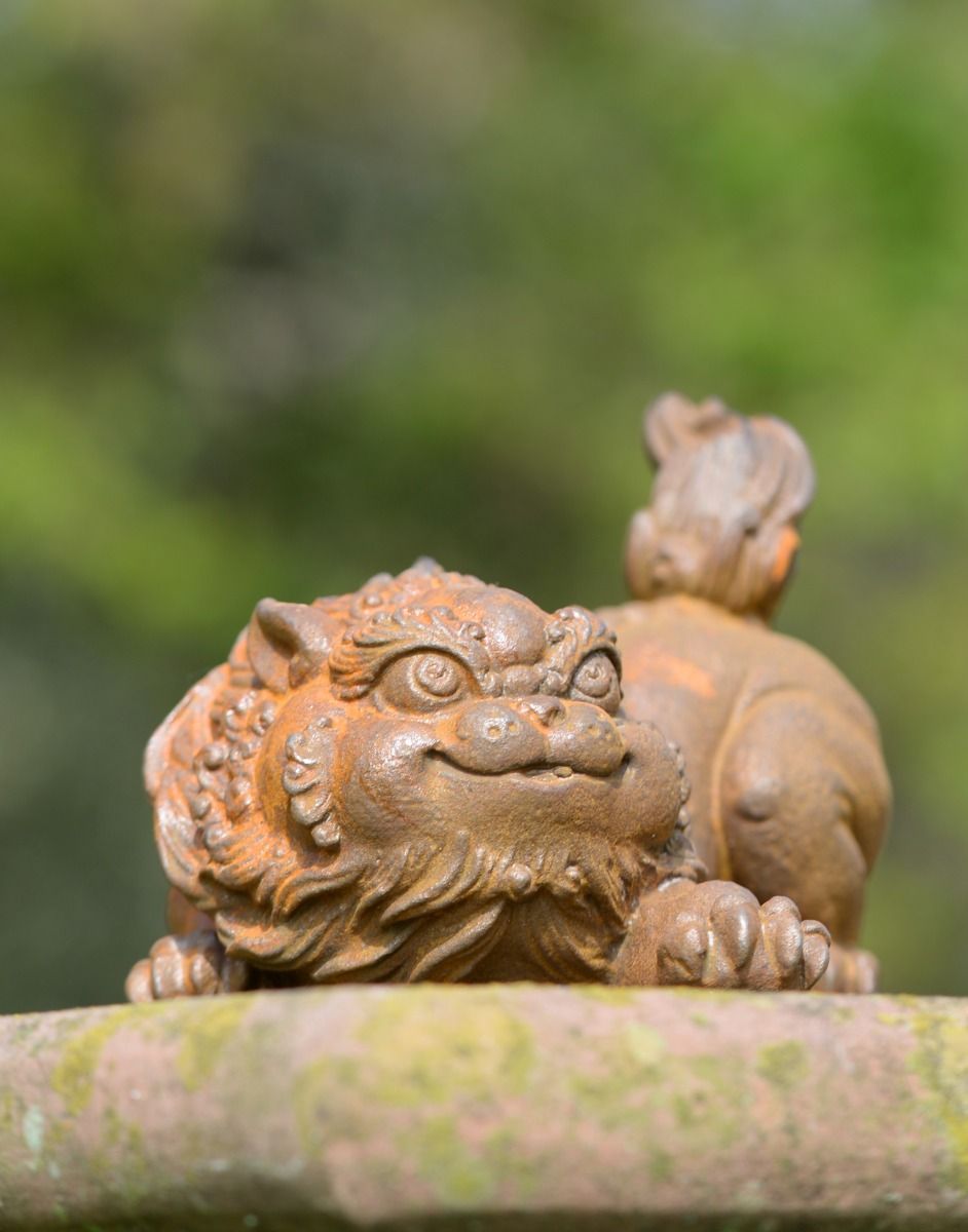 Cheeky Lion and Dragon Hybrid 