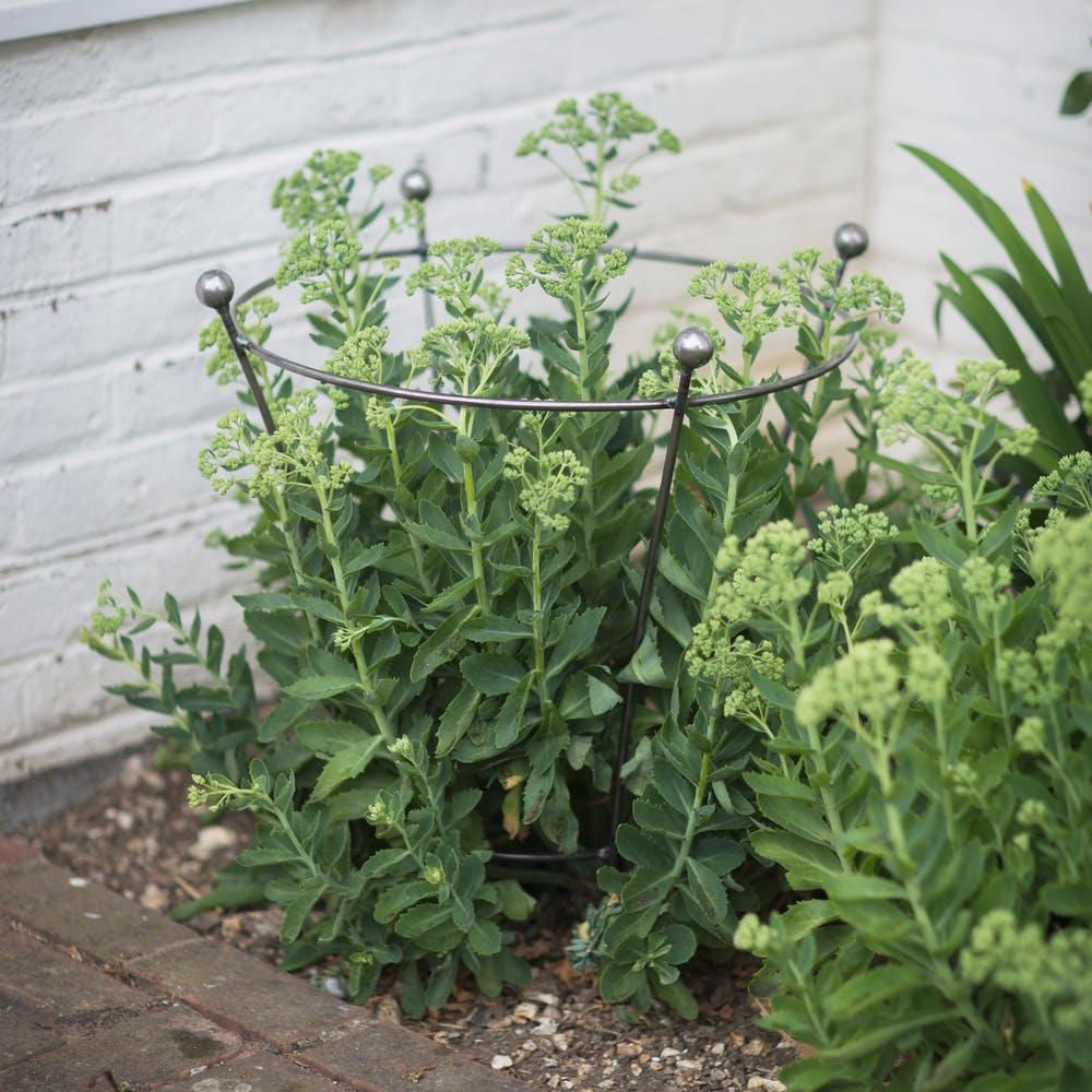 Circular Steel Plant Support in Situ Supporting Plants in the Garden