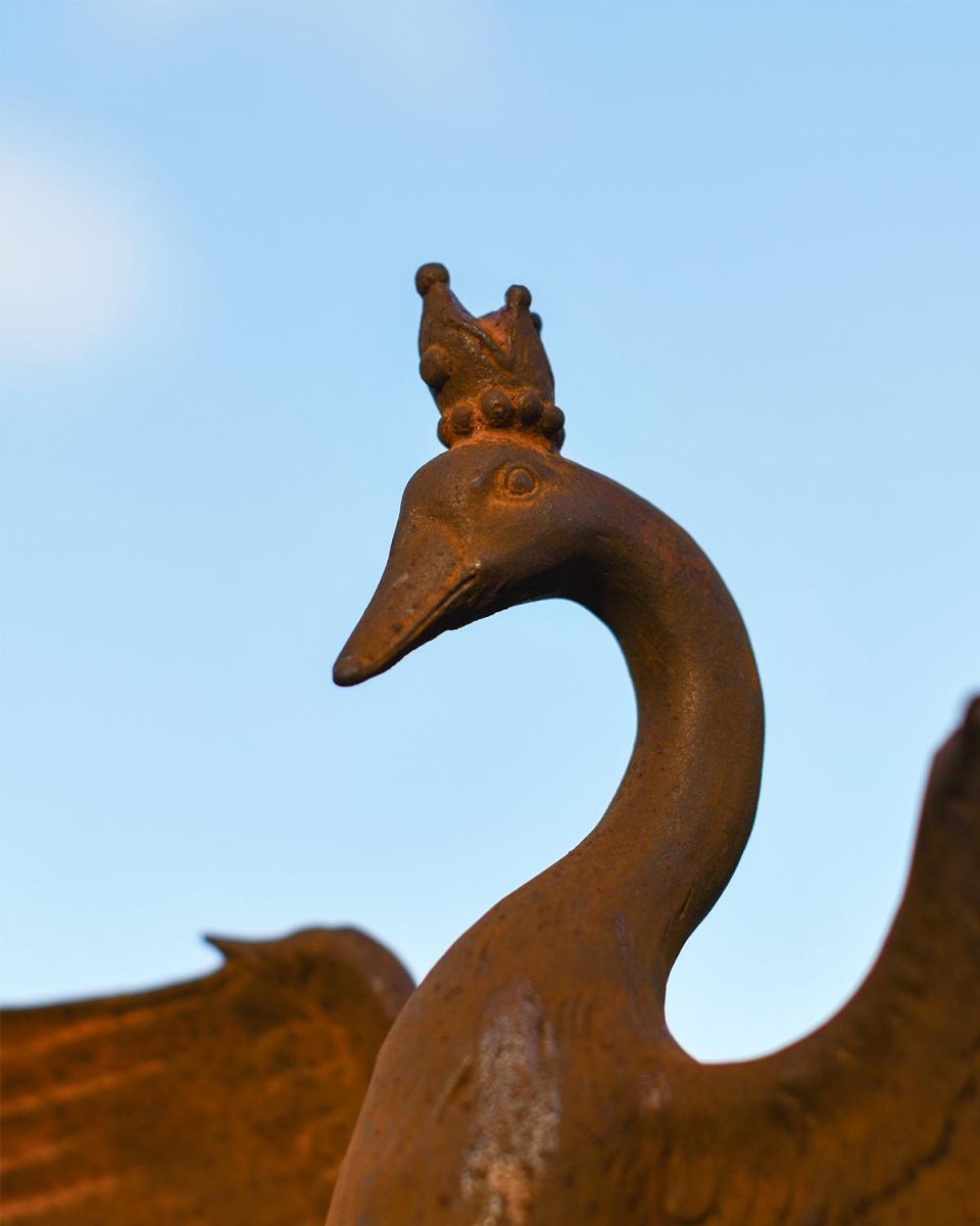 Close Up of Rustic Goose Face