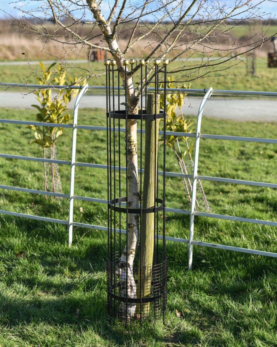 Wrought Iron Traditional "Fernhill" Black Tree Guard