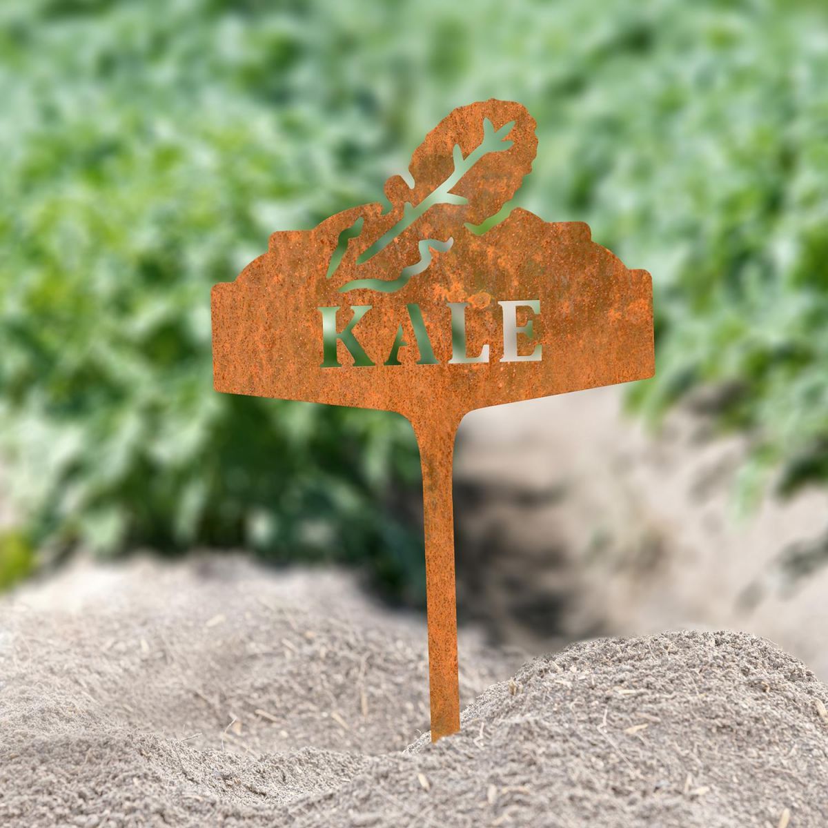 "Kale" Vegetable Label in Situ in the Garden