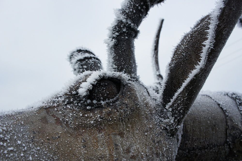 “Leaping Impala” African Antelope Garden Sculpture