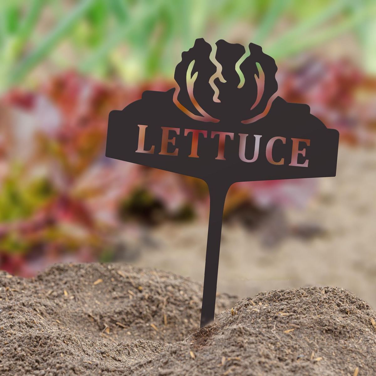 "Lettuce" Vegetable Label in Situ in the Garden