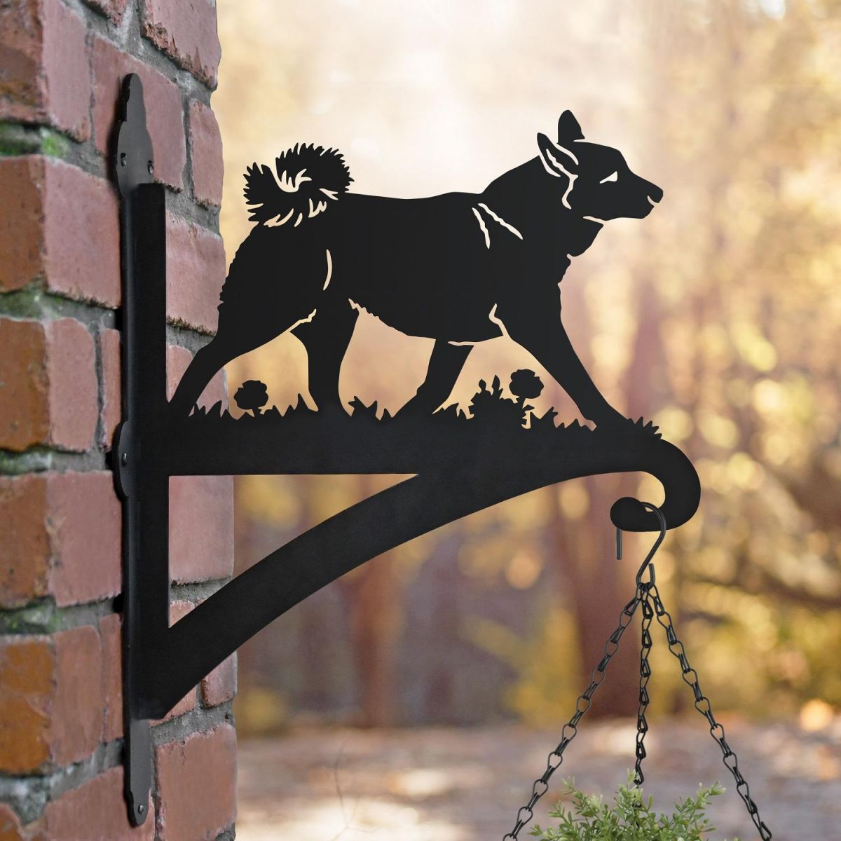 Norwegian Budhund Bracket in Garden