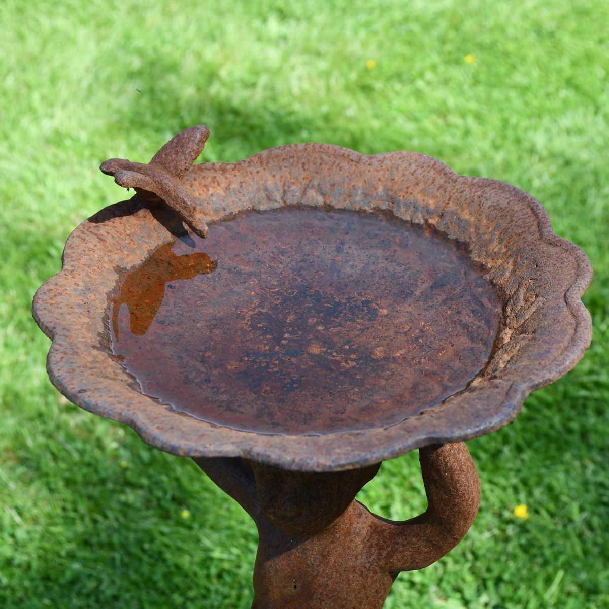 Close-up of the Bird Bath