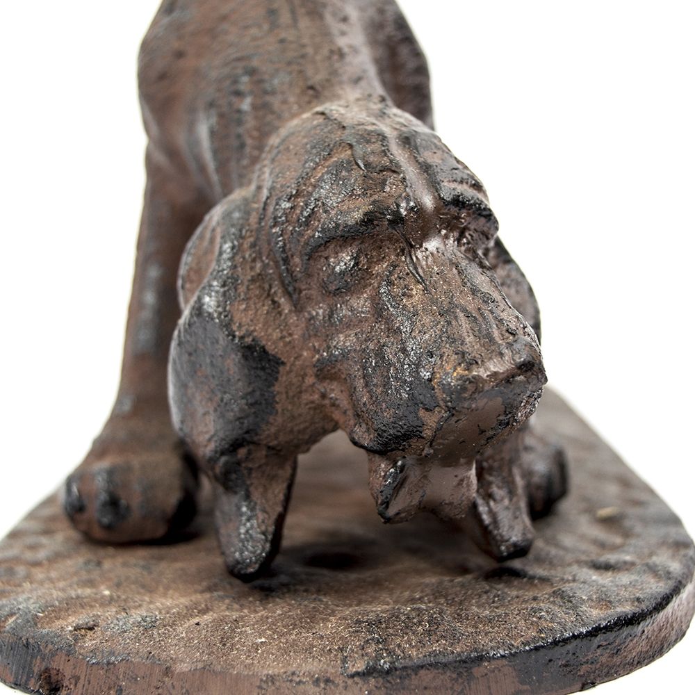 Close-up of the dogs Face
