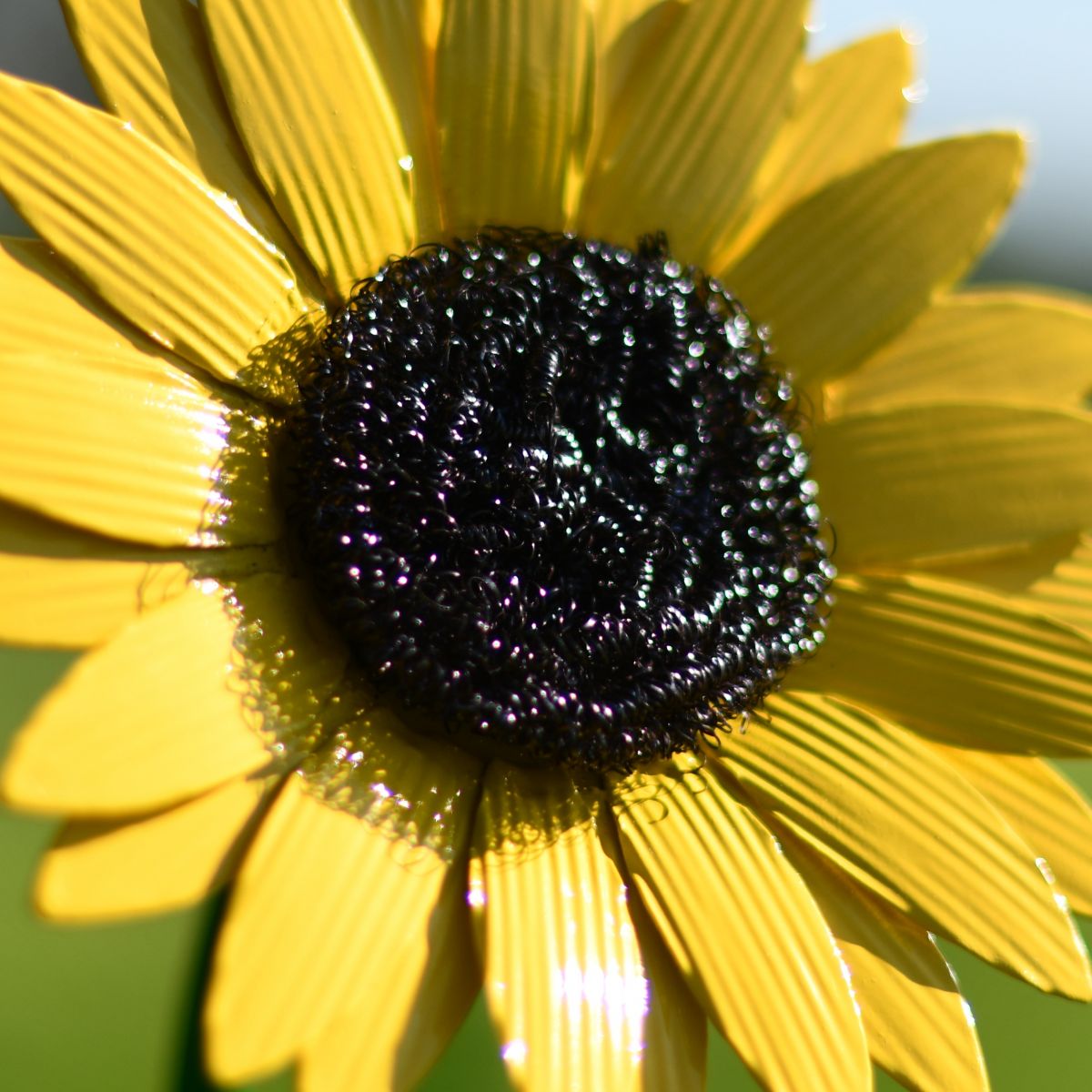 Sunflower Garden Flower Spike
