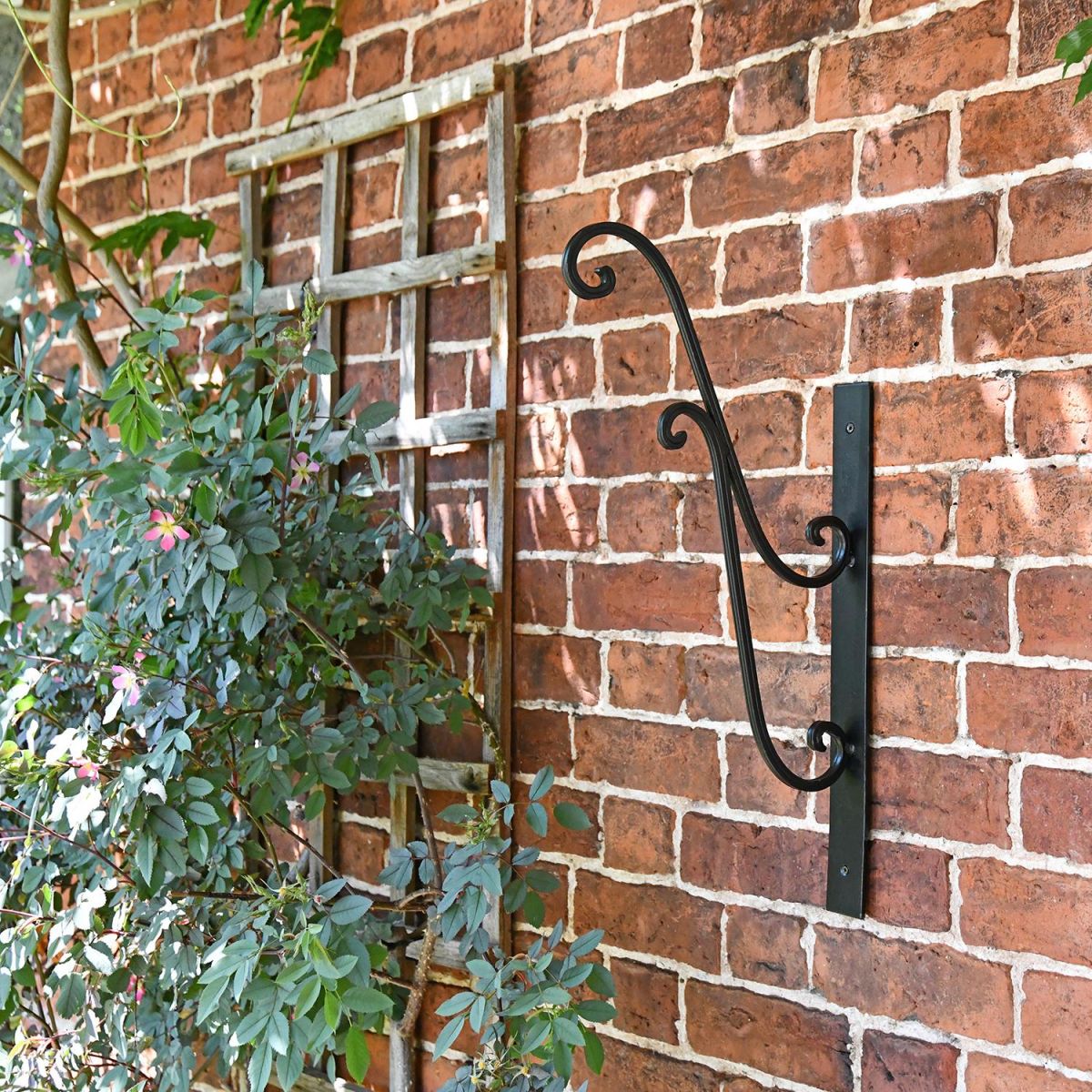 Black Scrolled Hanging Basket Bracket in Situ in the Garden