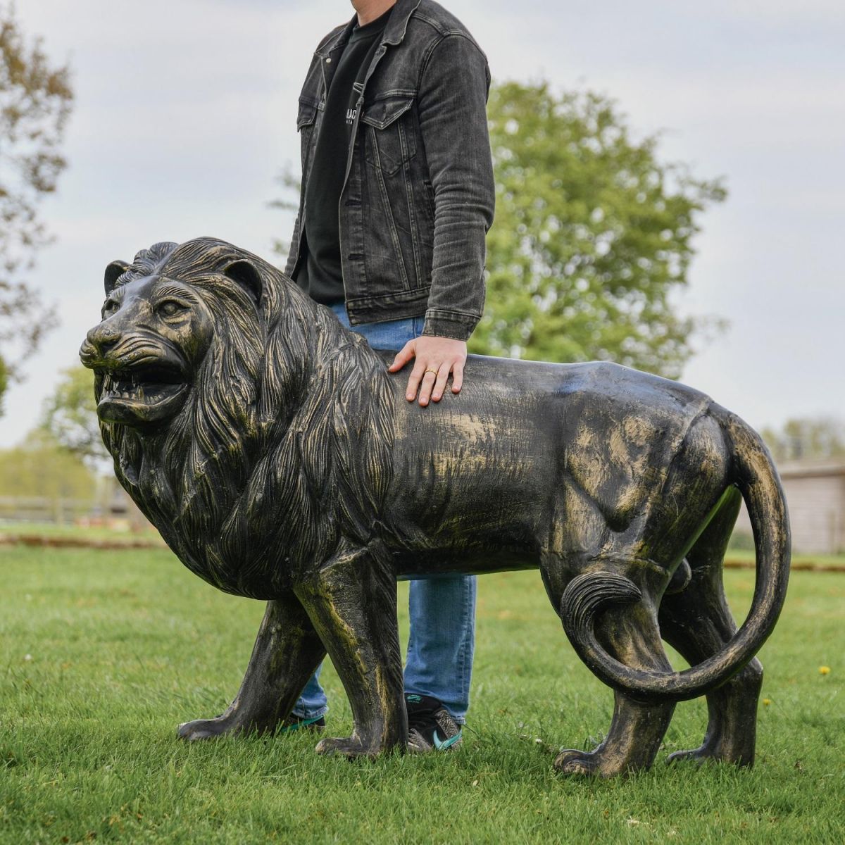 Brushed Gold Lion Sculpture with Male for Scale 
