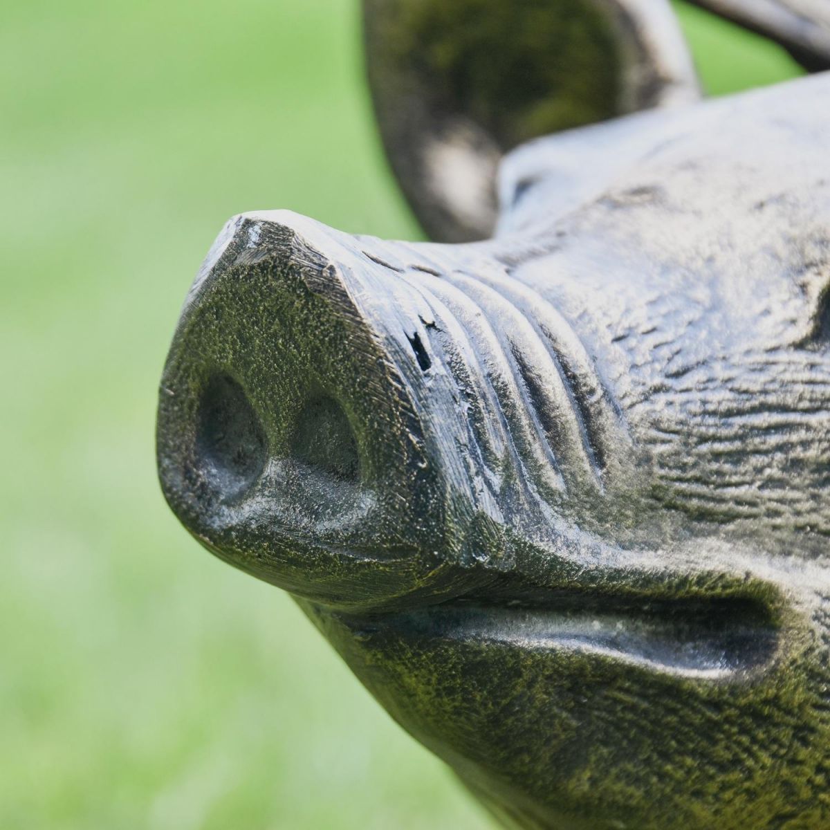 Close up of Pig Snout 