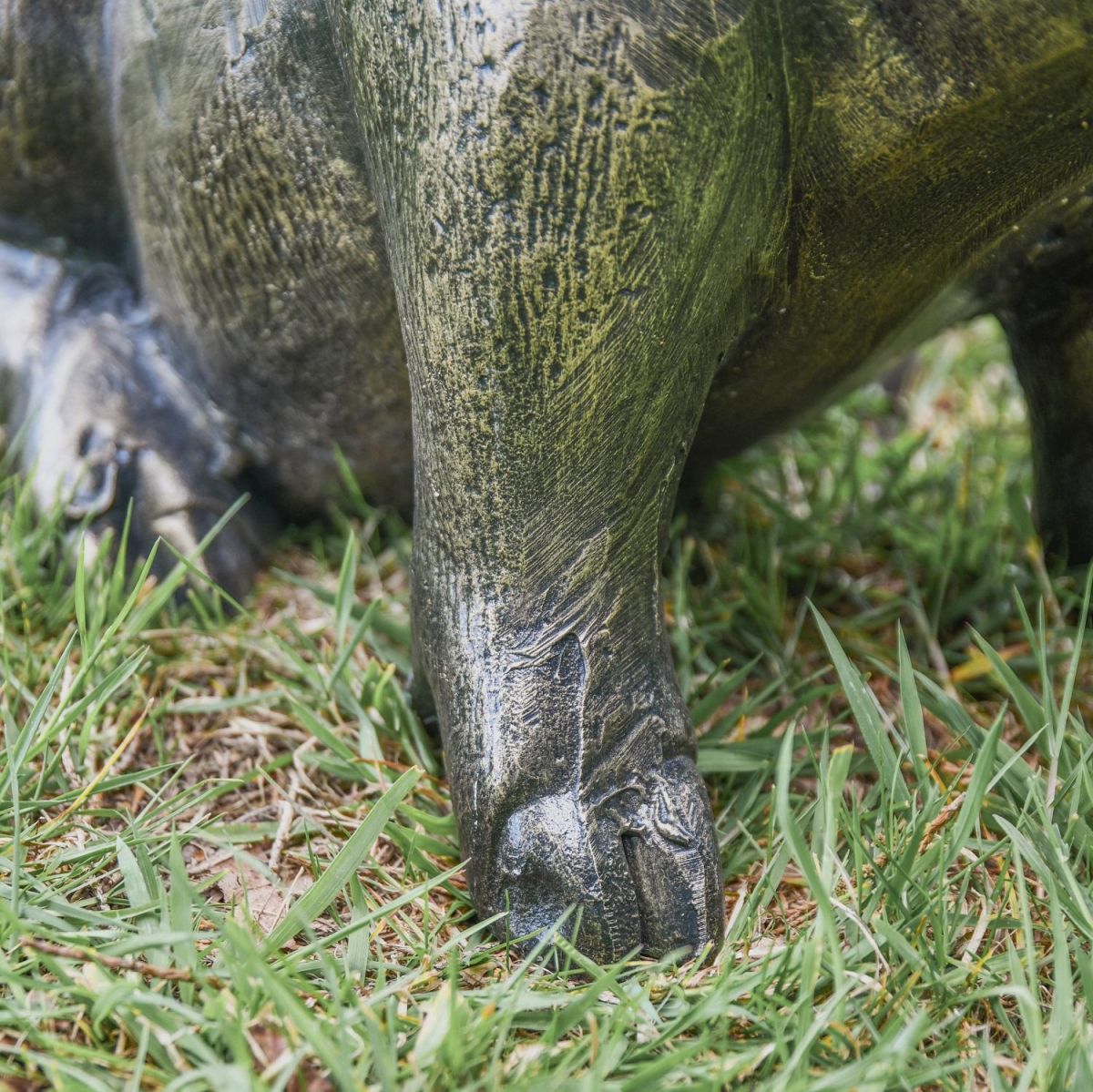 Close up of Pig Trotters 