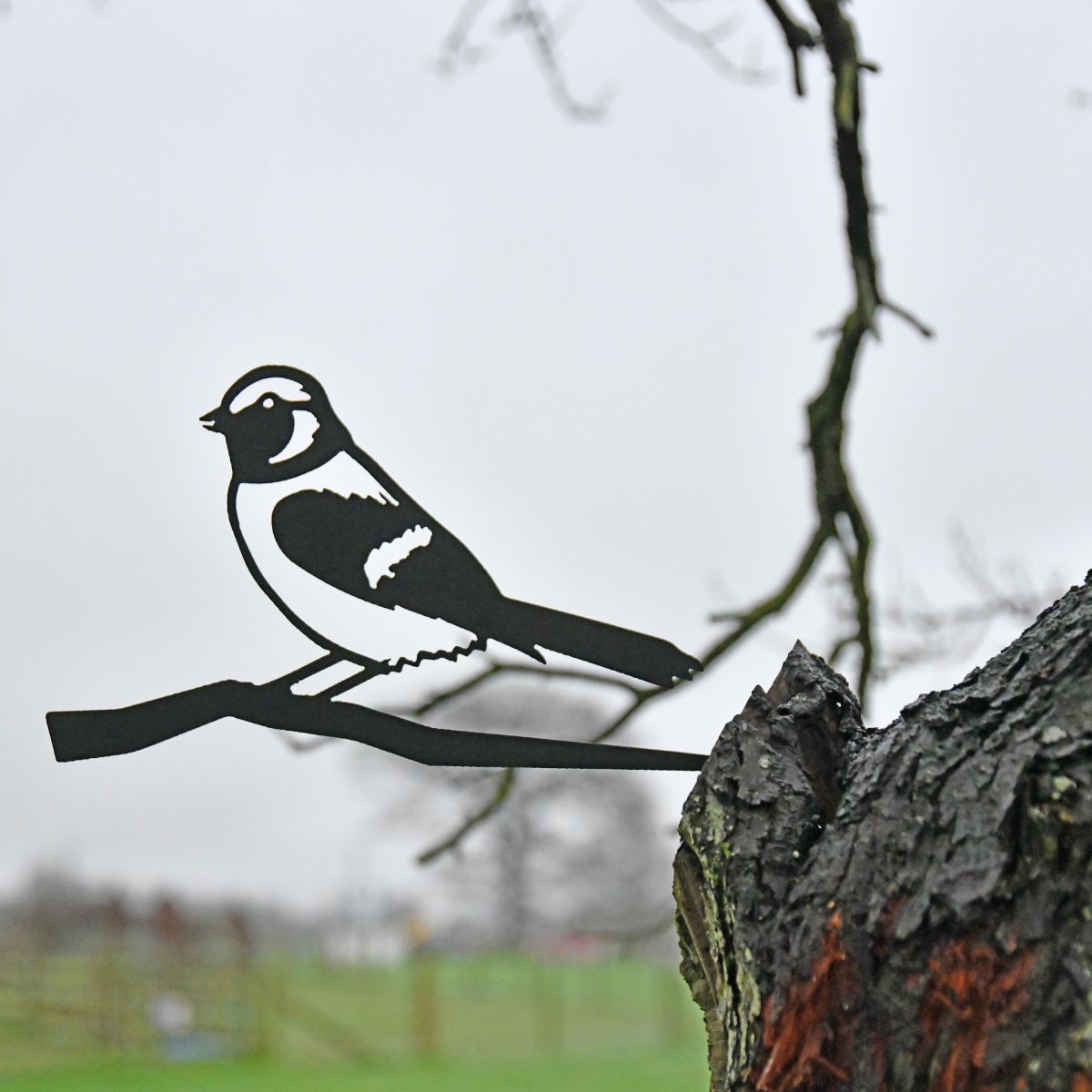 Sparrow Tree Spike in Situ