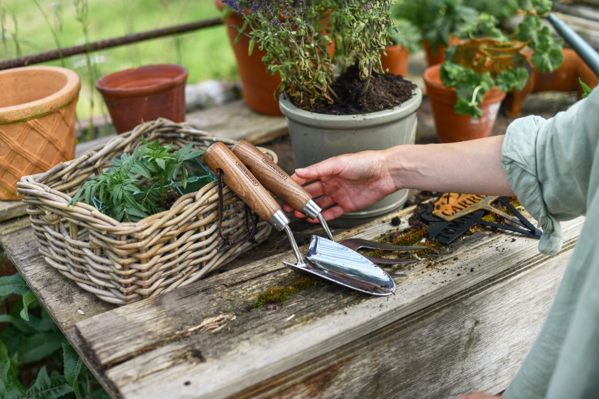 Stainless steel gardening hand trowel in situ