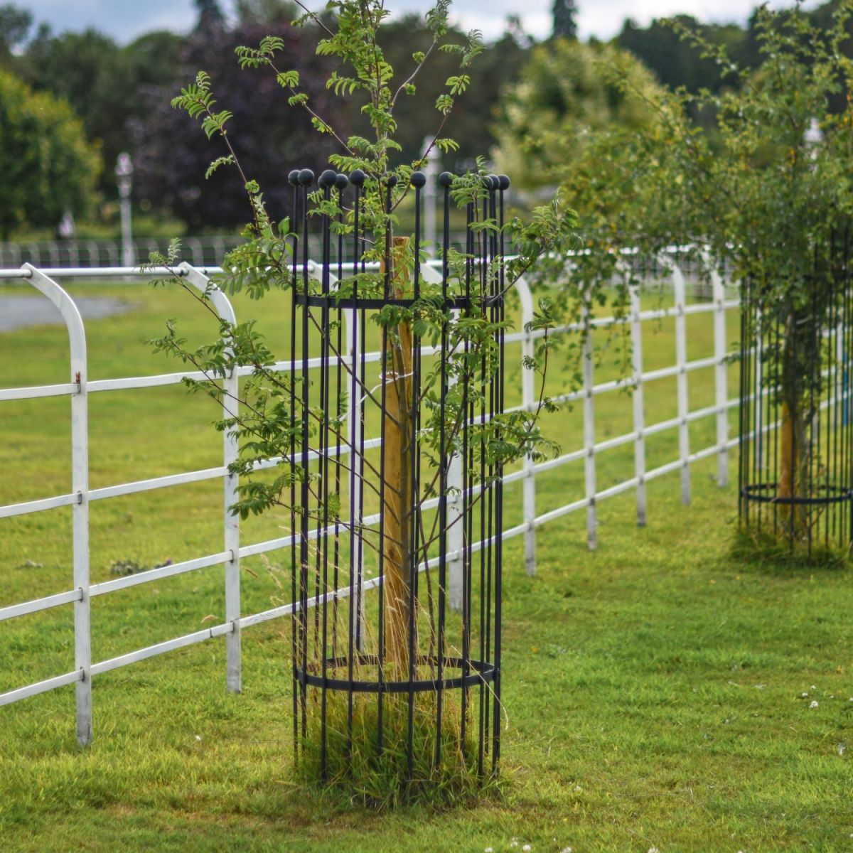 Black "Titan" Tree Guard 