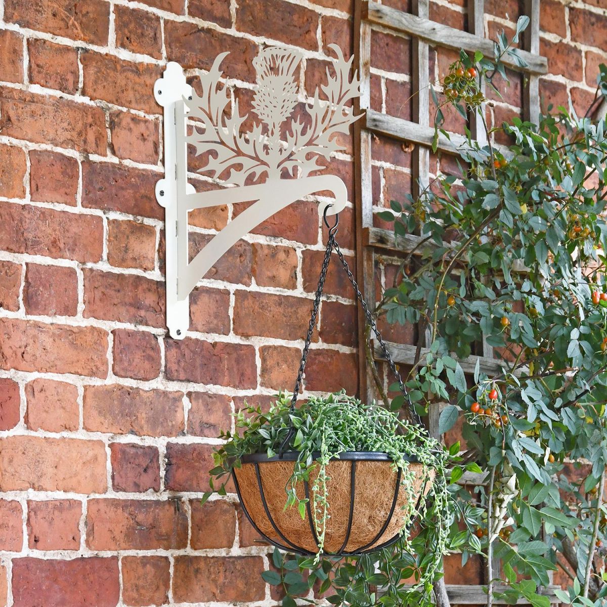 Cream Thistle Design Hanging Basket Bracket Mounted on a Garden Wall