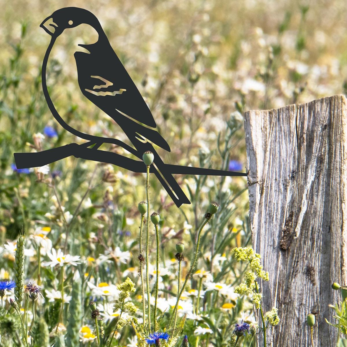 Bullfinch Spike in Situ on a Fence