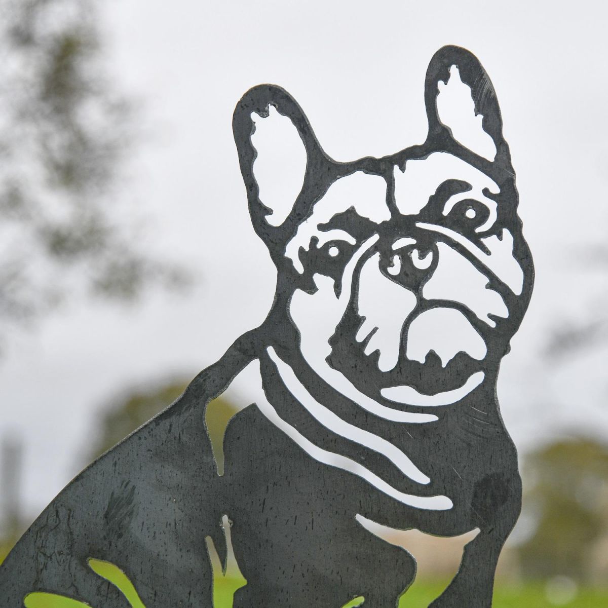 Close up of Frenchie Face 