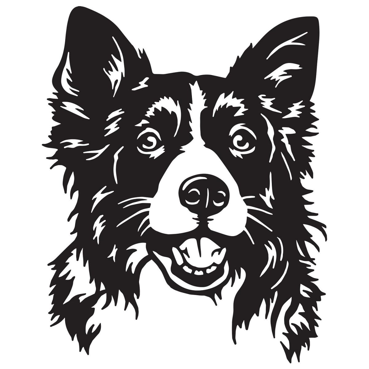 Border Collie in full 