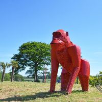 “Lord Greystoke” Stunning Silverback Gorilla in Situ in a Field