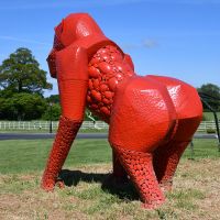 View of the Back of the Close-up of the “Lord Greystoke” Stunning Silverback Gorilla