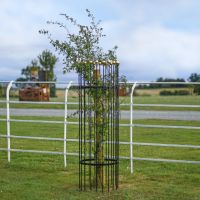 “Titan” Tree Guards - Gold in Isolation