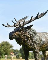 Close-Up of Antique Gold "Mickey Moose" Cast Aluminium Moose Garden Sculpture