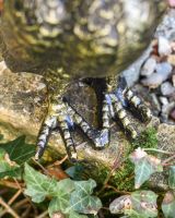 Close up of black and gold rooster feet