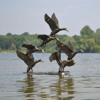 Bronze Flying Duck Sculpture in Situ in a Lake