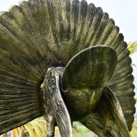 Tail on the Back of Peacock