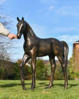 Scale Of The Bronze Standing Foal Garden Sculpture